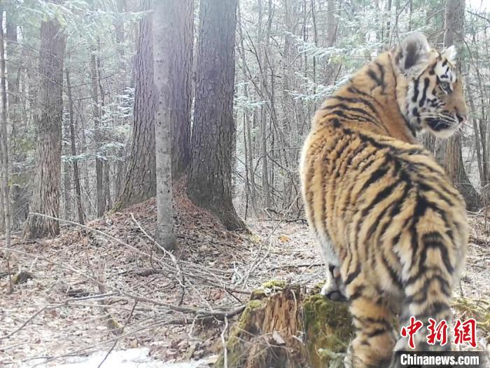 吉林挖机师傅偶遇老虎巡山，一次惊险与自然的近距离接触_有问必答